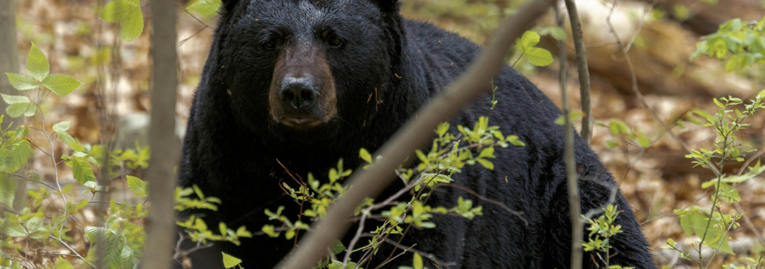 large black bear laying down in a deciduous forest. Angle of camera is a close-up and through two small branches blurred in front of the bear.