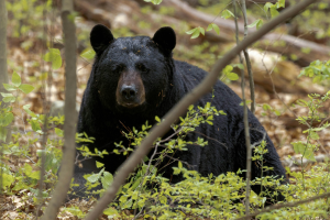 large black bear laying down in a deciduous forest. Angle of camera is a close-up and through two small branches blurred in front of the bear.